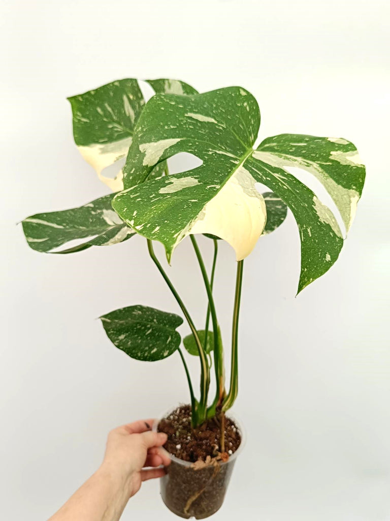 Monstera thai constellation