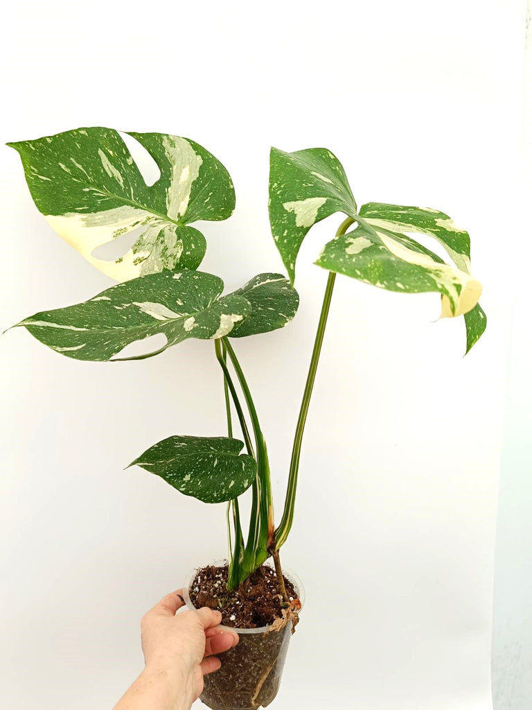 Monstera thai constellation