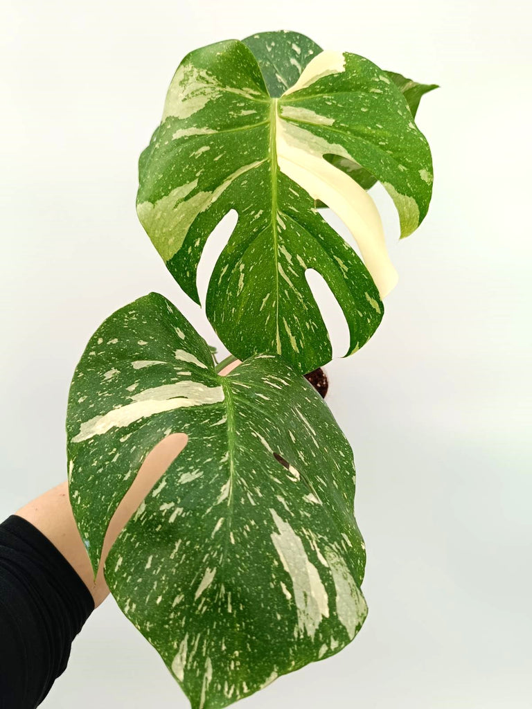 Monstera thai constellation