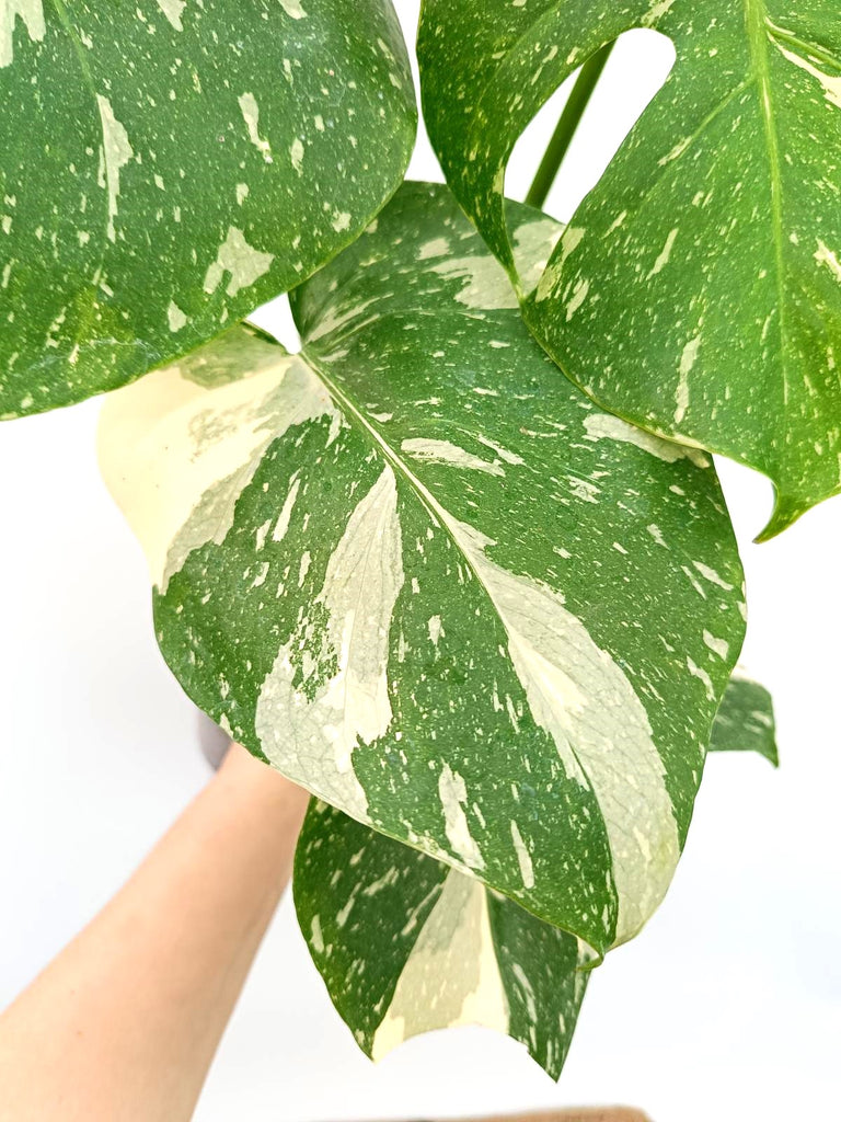 Monstera thai constellation