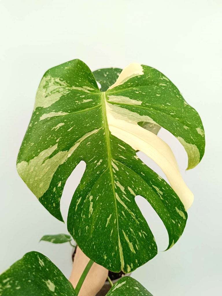 Monstera thai constellation