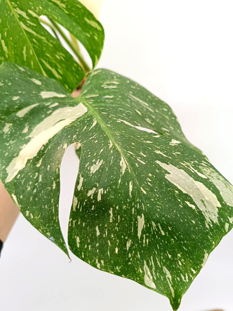 Monstera thai constellation