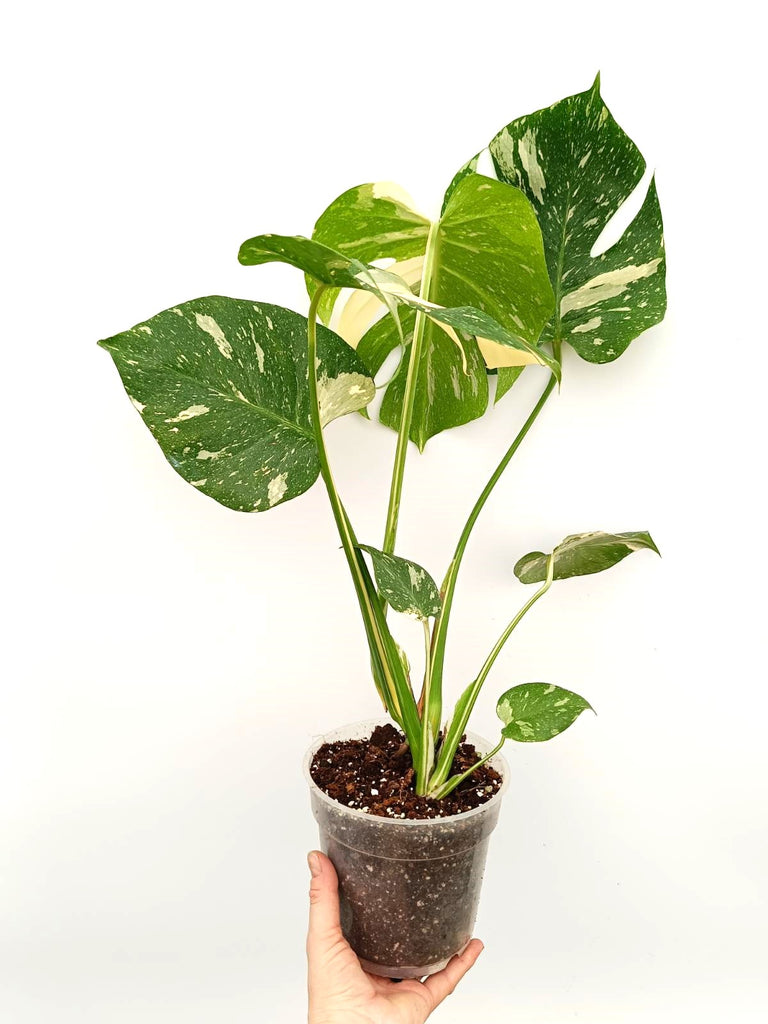 Monstera thai constellation