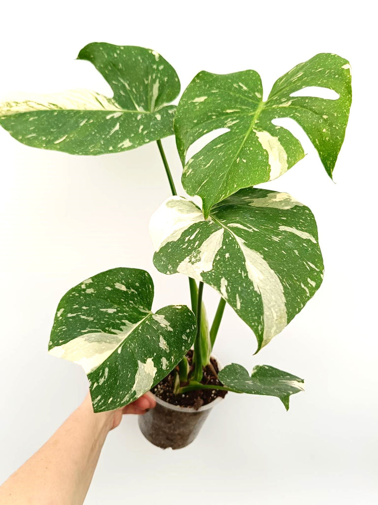 Monstera thai constellation