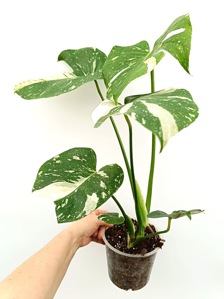 Monstera thai constellation