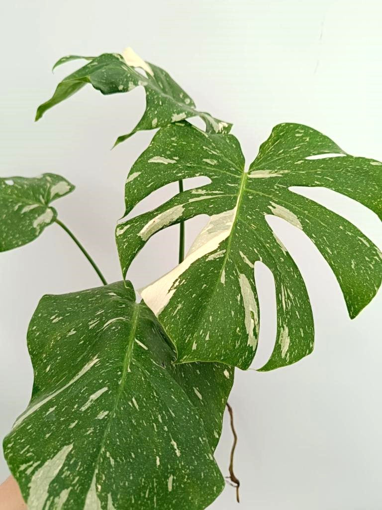 Monstera thai constellation