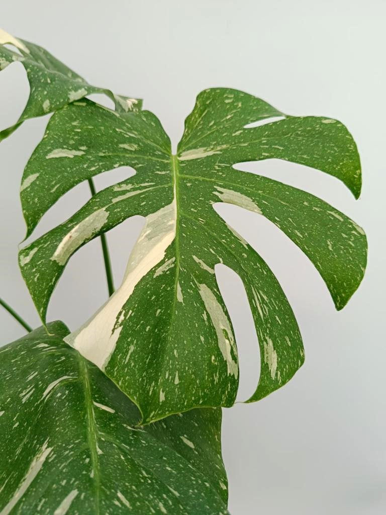 Monstera thai constellation