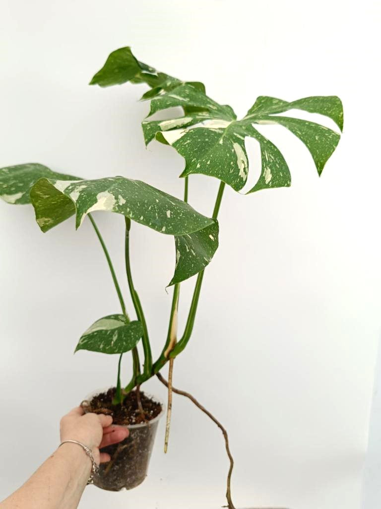 Monstera thai constellation