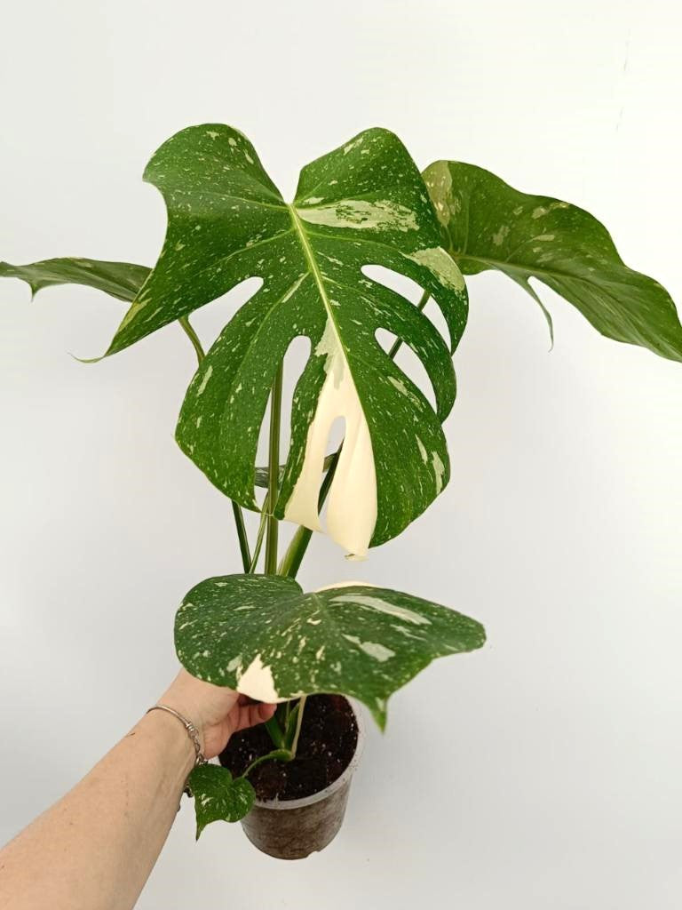 Monstera thai constellation