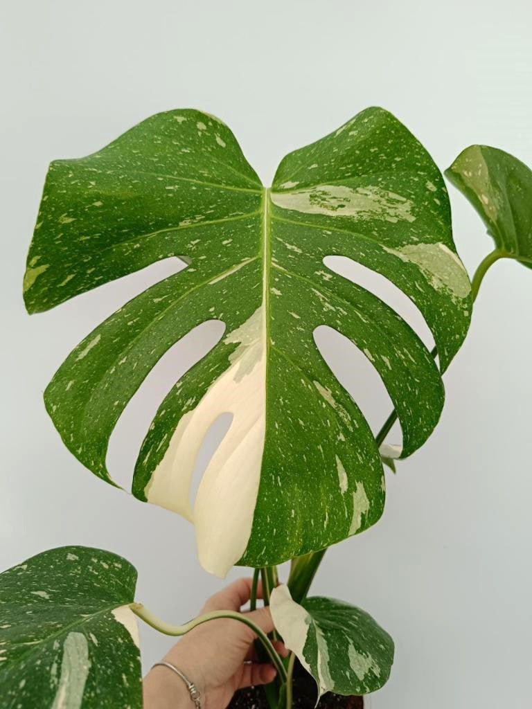 Monstera thai constellation