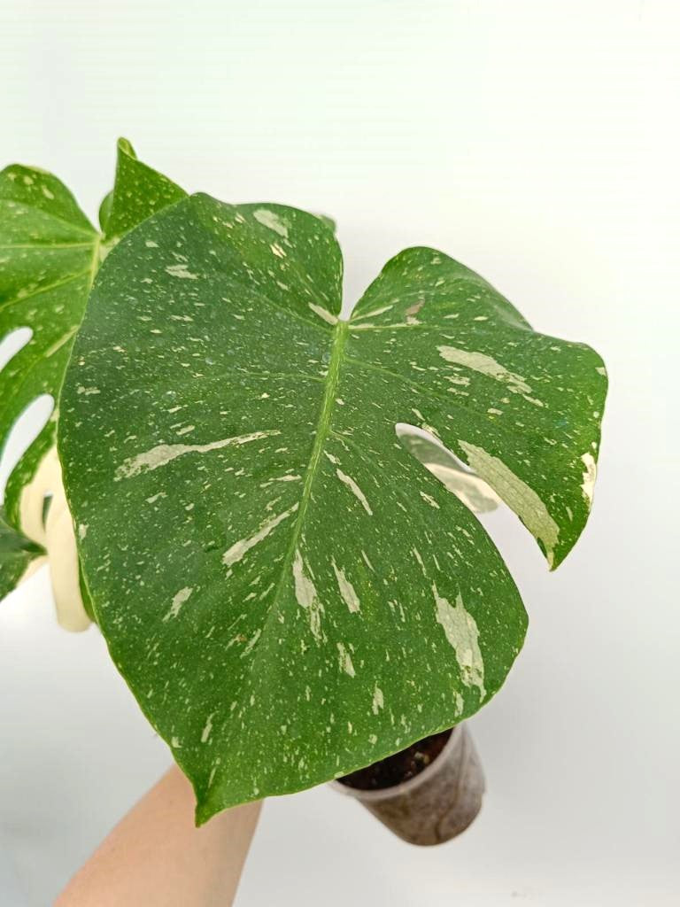 Monstera thai constellation