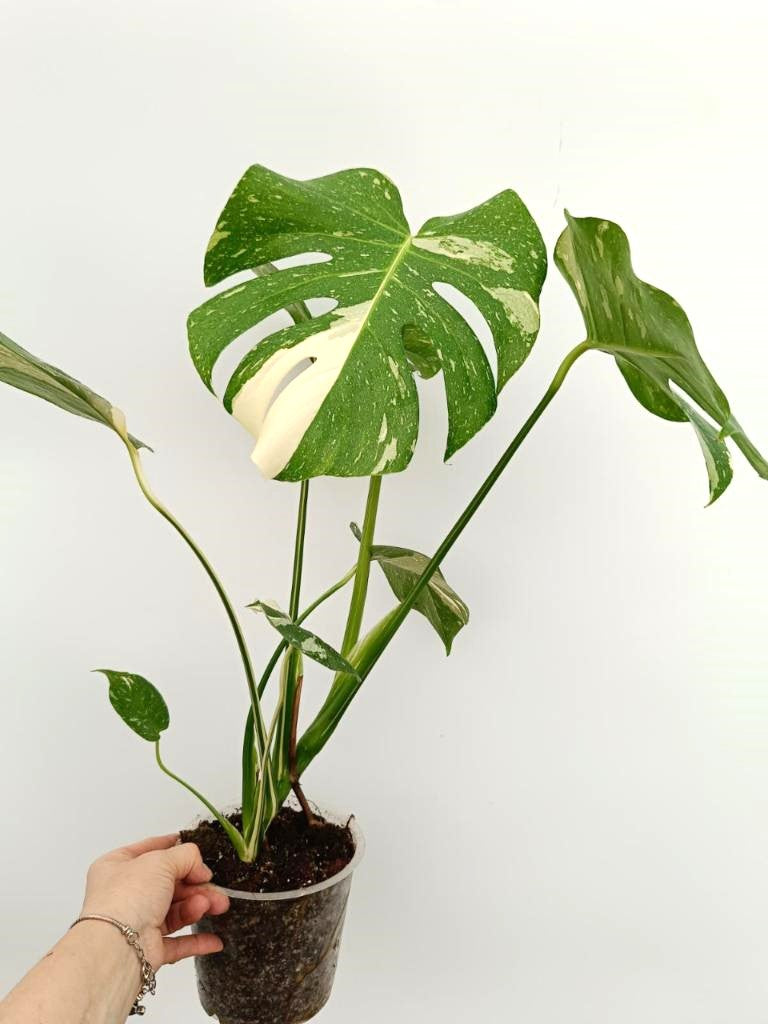 Monstera thai constellation