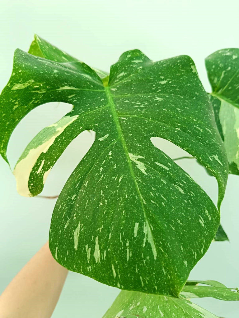 Monstera thai constellation