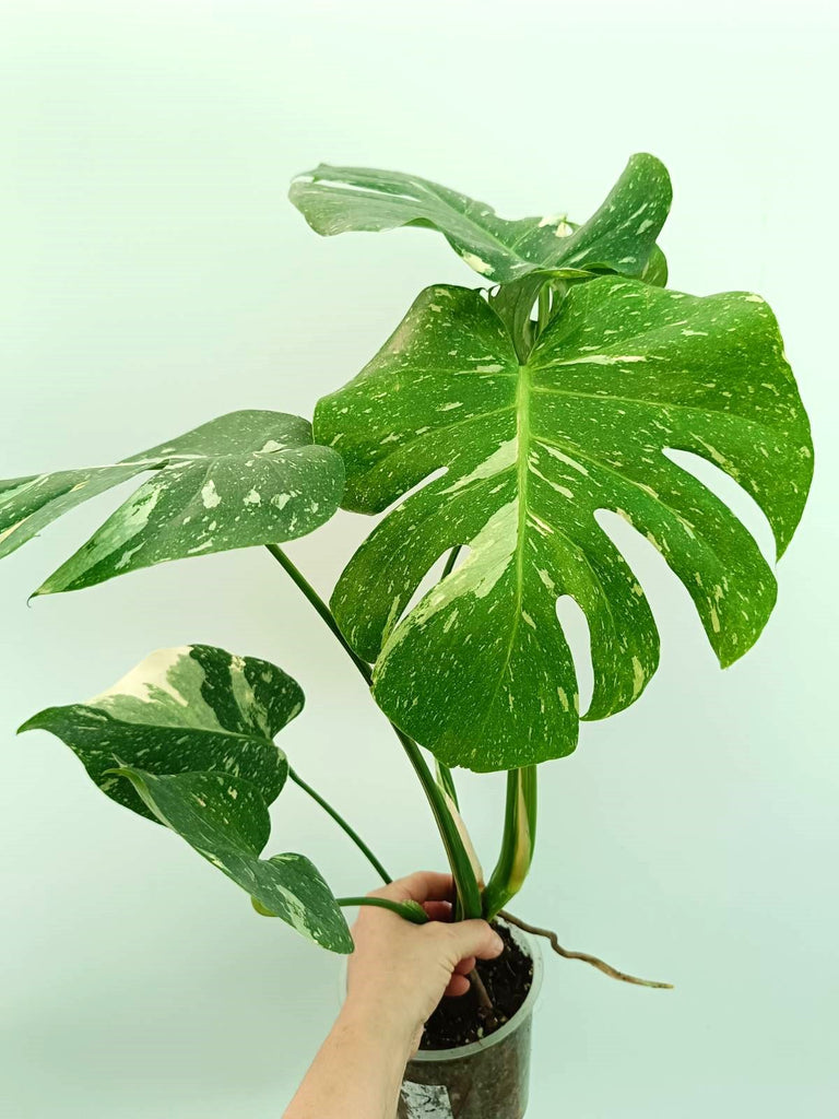 Monstera thai constellation