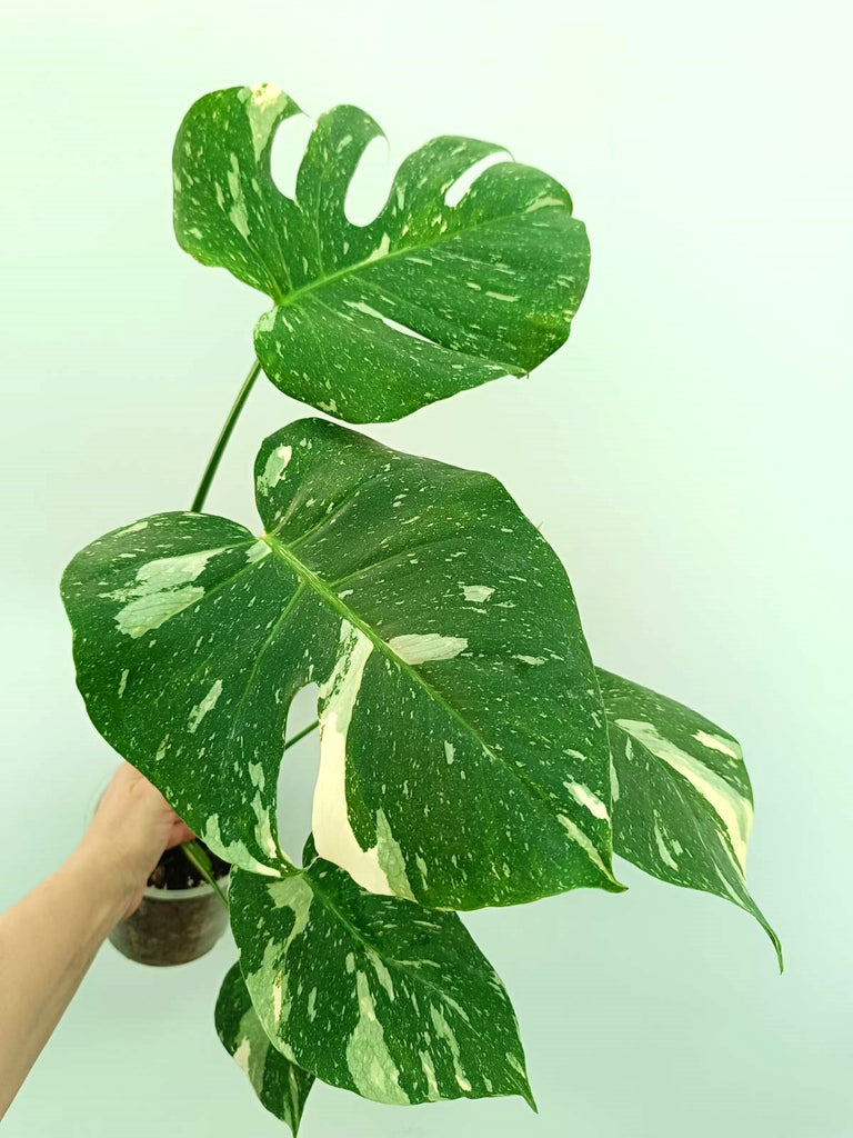 Monstera thai constellation