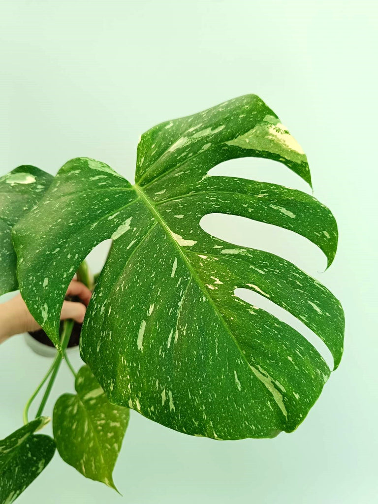 Monstera thai constellation