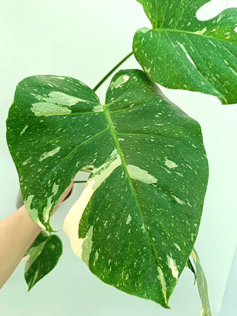 Monstera thai constellation