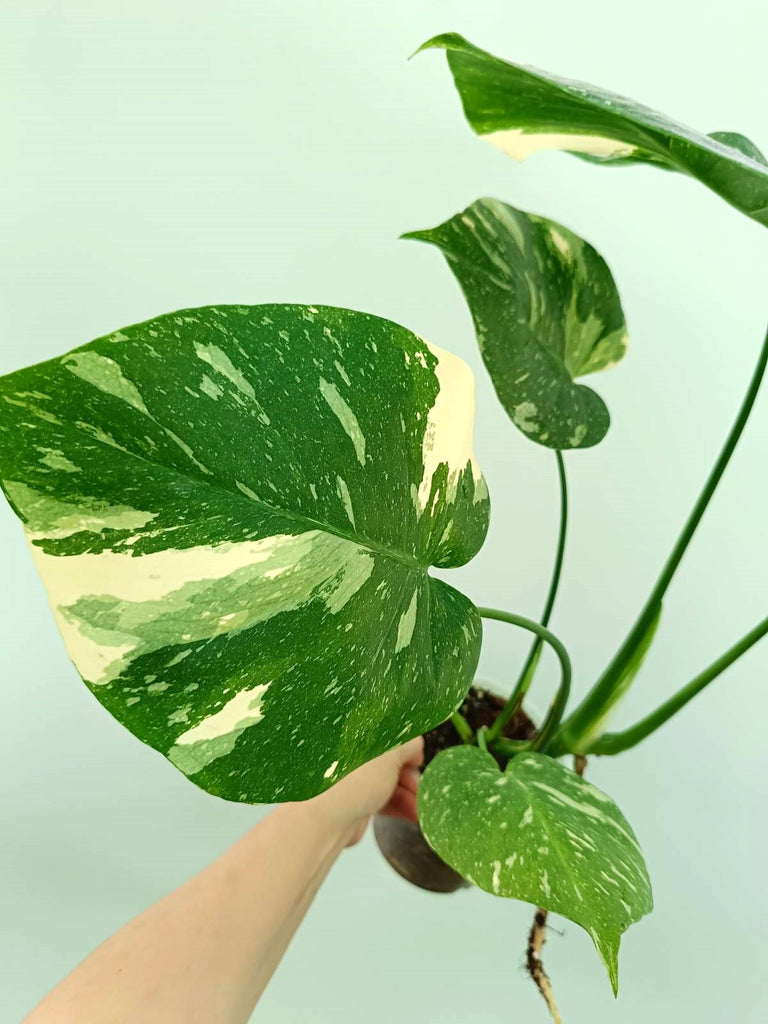 Monstera thai constellation