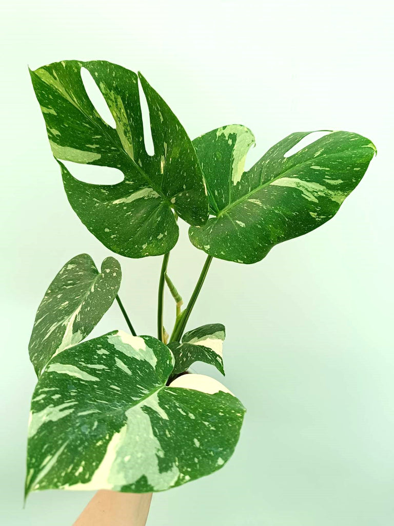 Monstera thai constellation