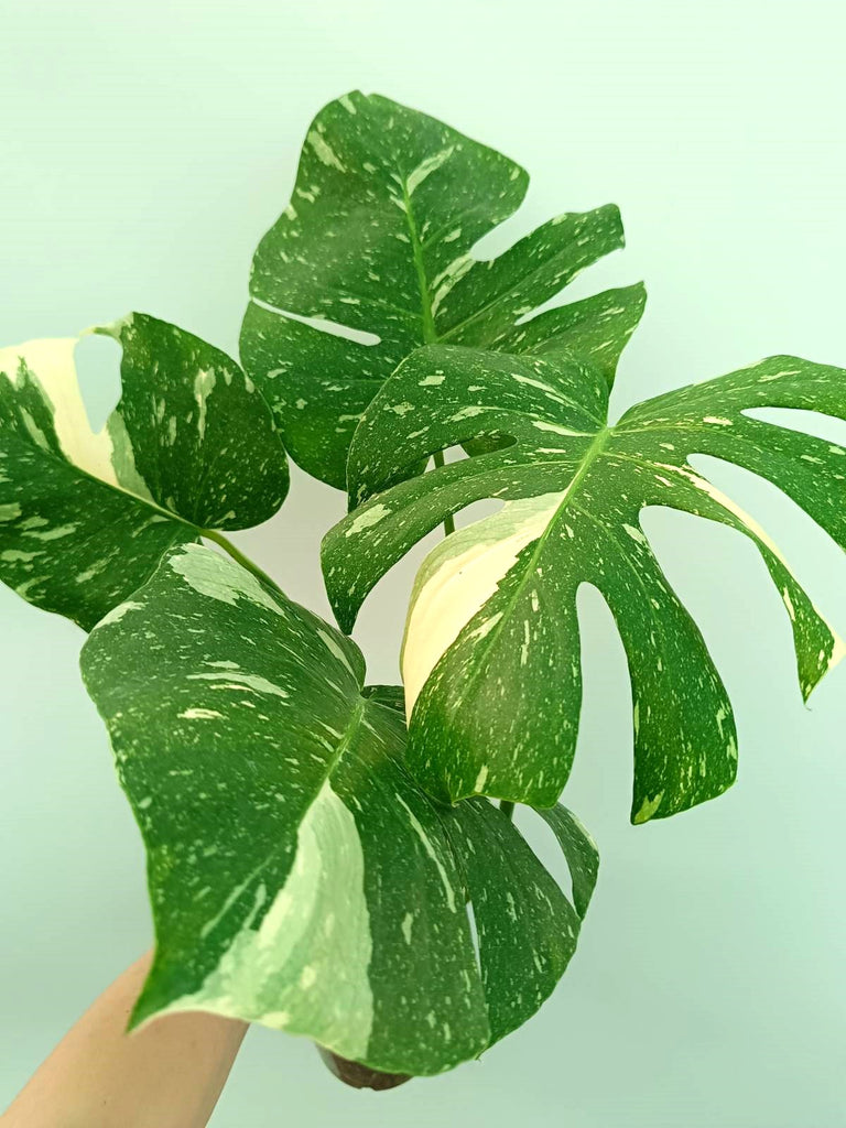 Monstera thai constellation