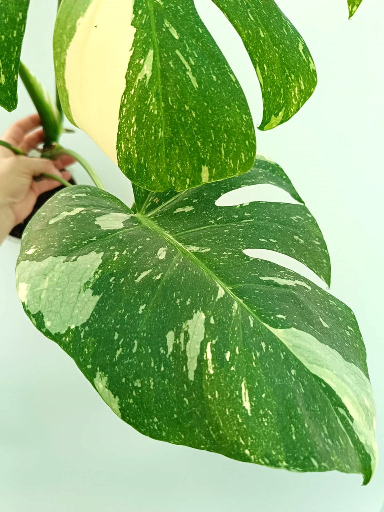 Monstera thai constellation