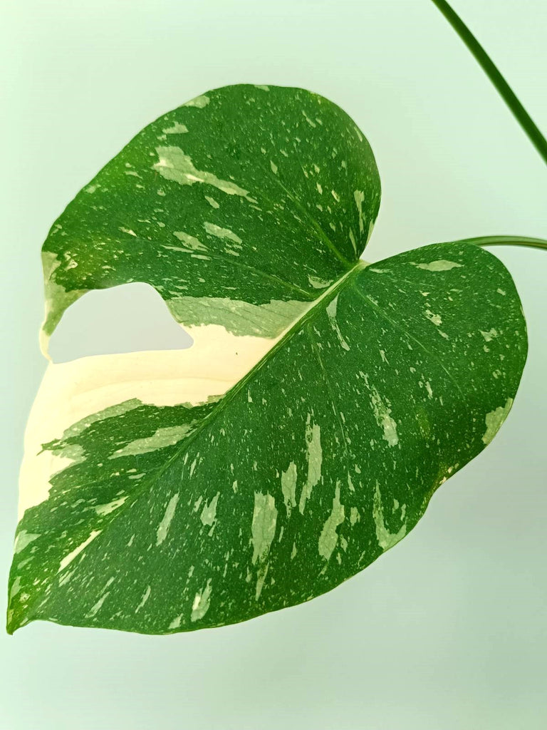 Monstera thai constellation