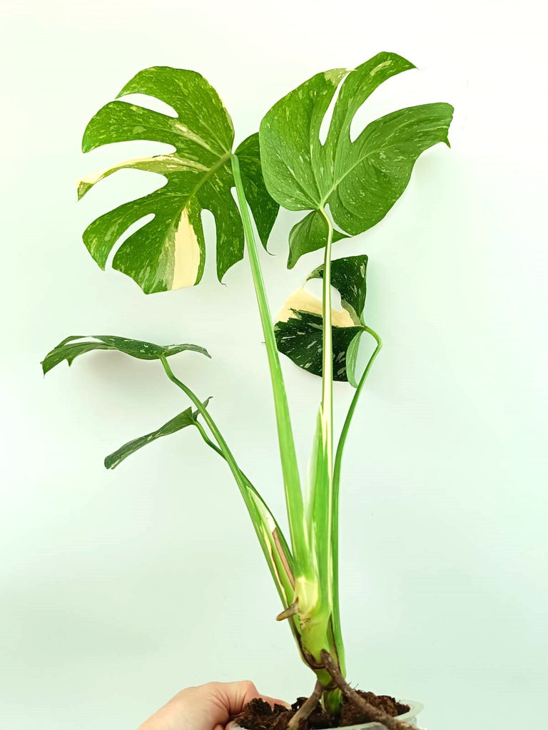 Monstera thai constellation