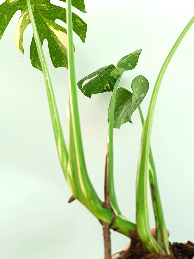 Monstera thai constellation