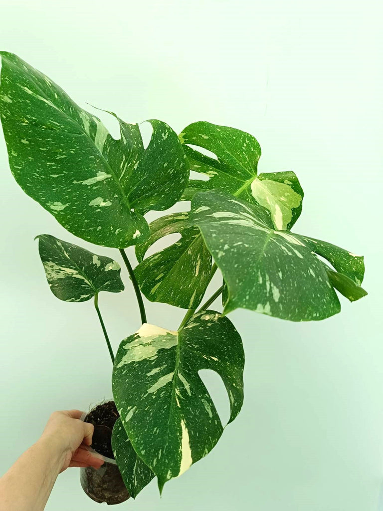 Monstera thai constellation