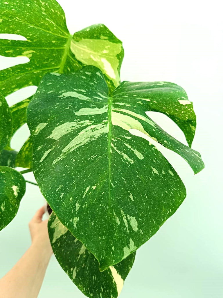 Monstera thai constellation