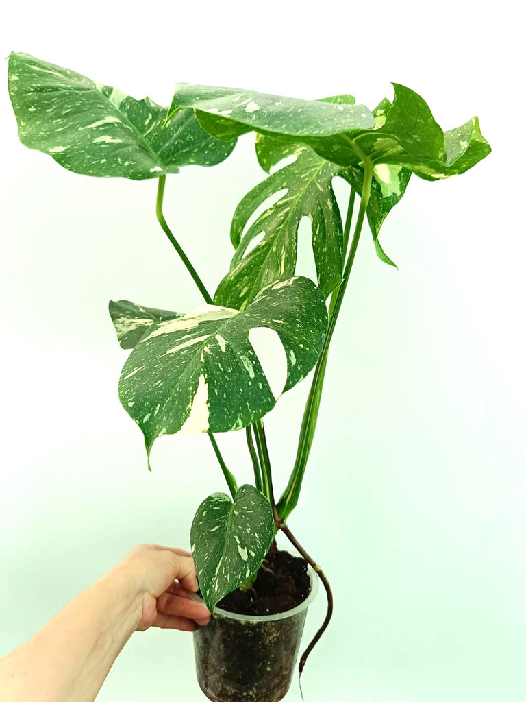 Monstera thai constellation