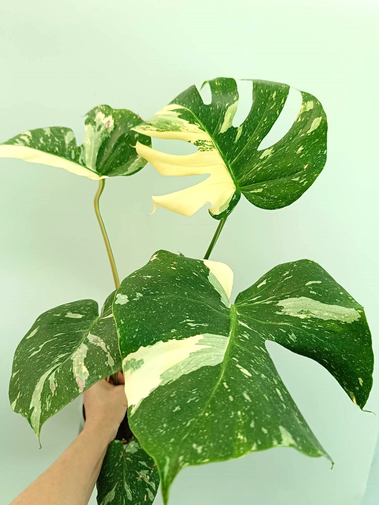 Monstera thai constellation