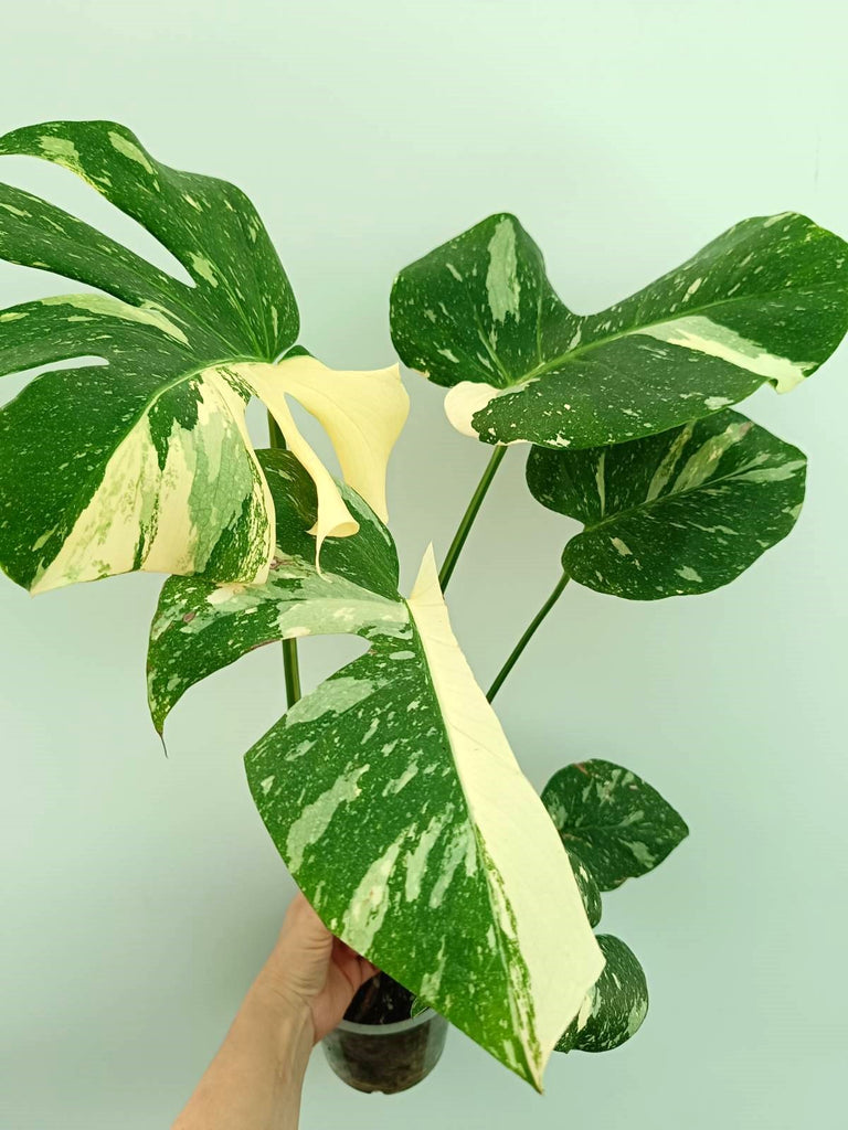 Monstera thai constellation