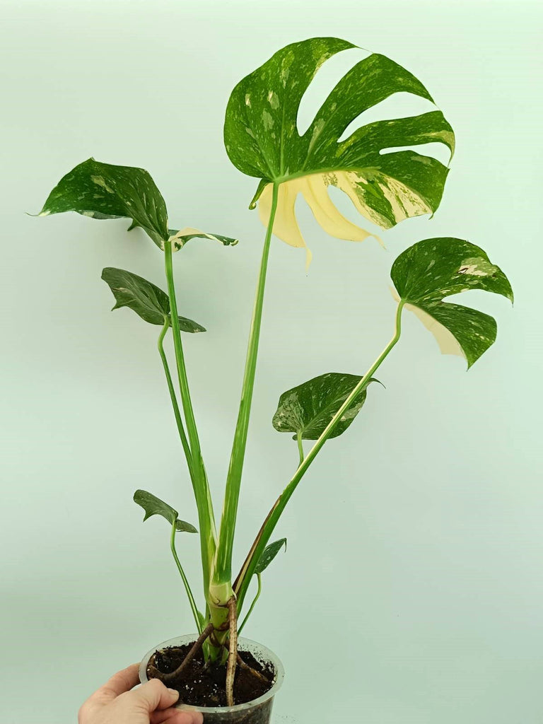 Monstera thai constellation