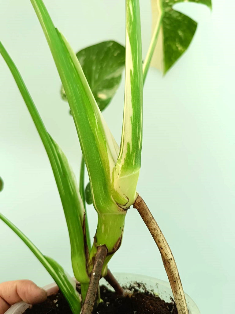 Monstera thai constellation