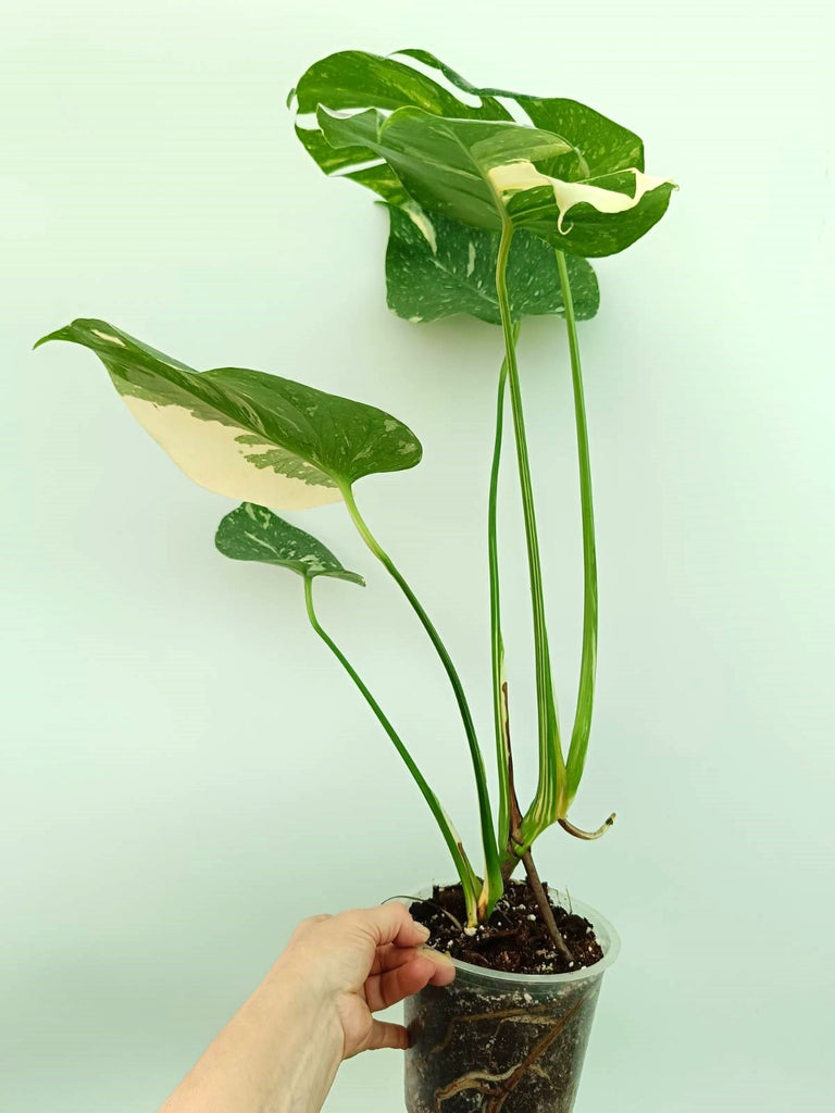 Monstera thai constellation