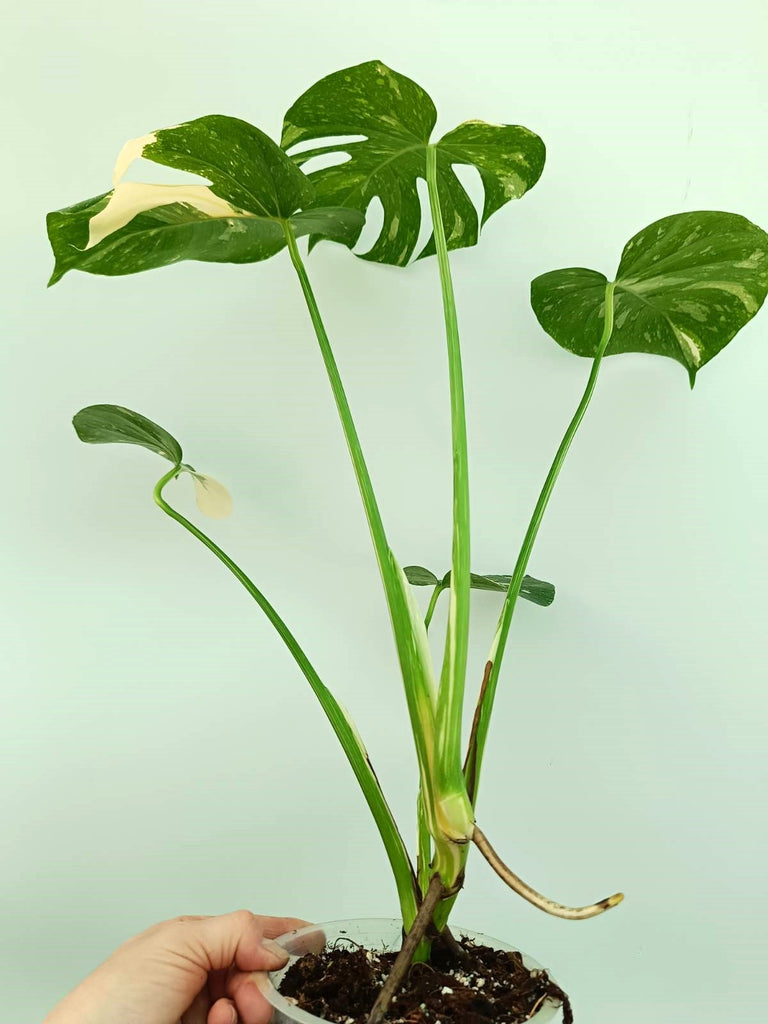 Monstera thai constellation