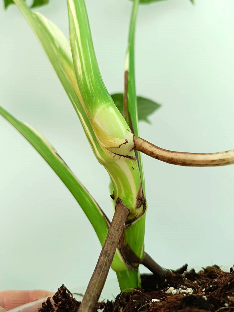 Monstera thai constellation