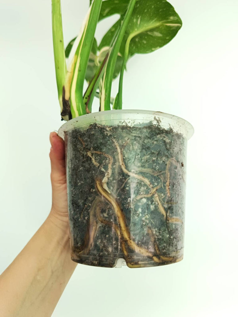 Monstera thai constellation