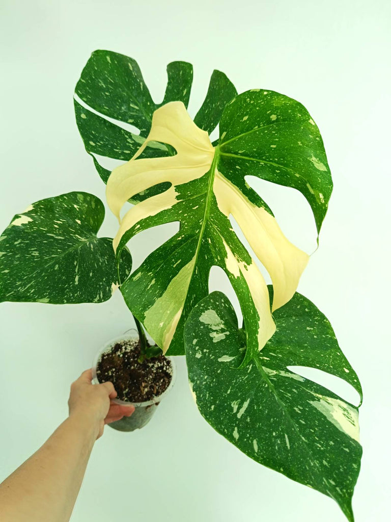 Monstera thai constellation