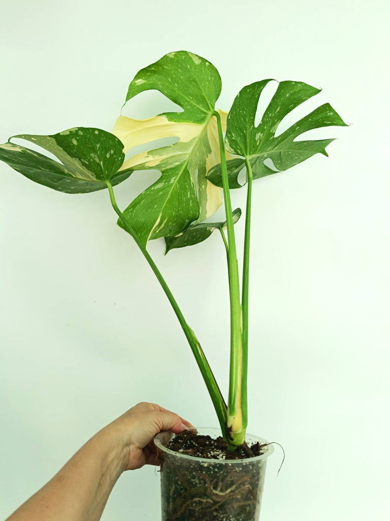 Monstera thai constellation