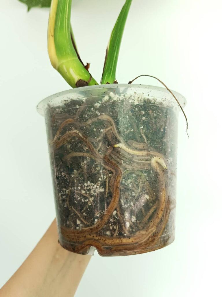 Monstera thai constellation