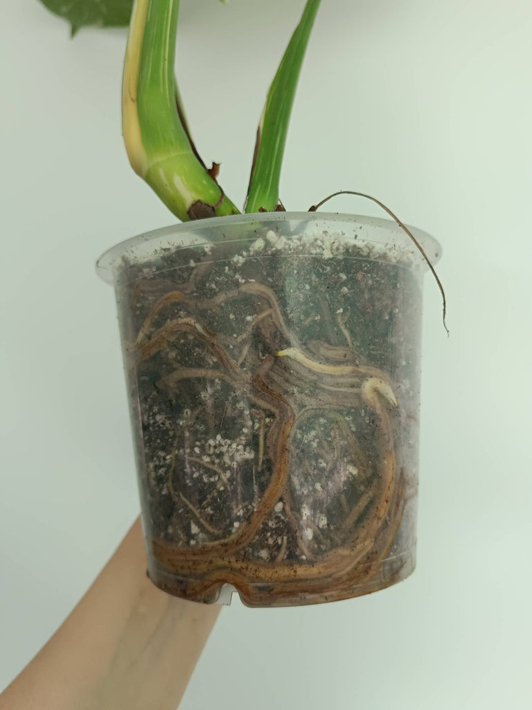 Monstera thai constellation