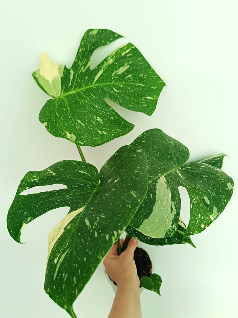 Monstera thai constellation