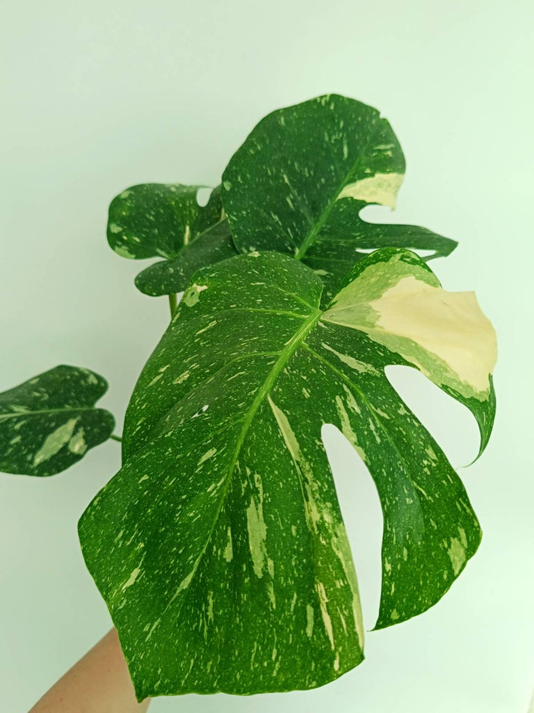 Monstera thai constellation
