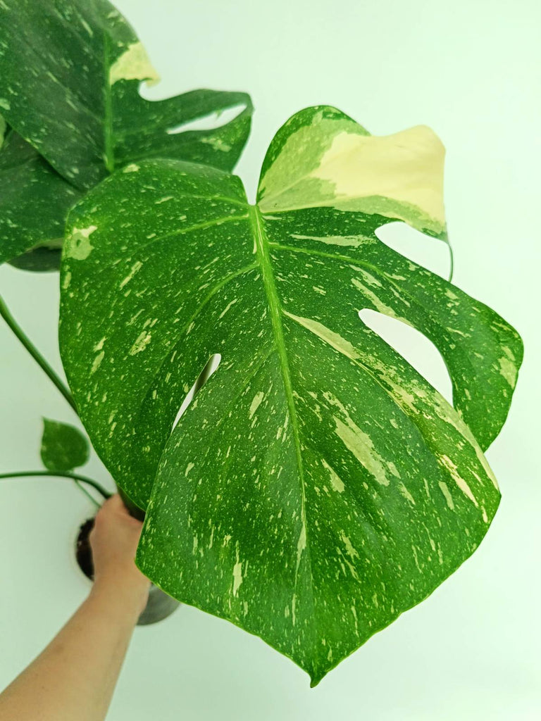 Monstera thai constellation