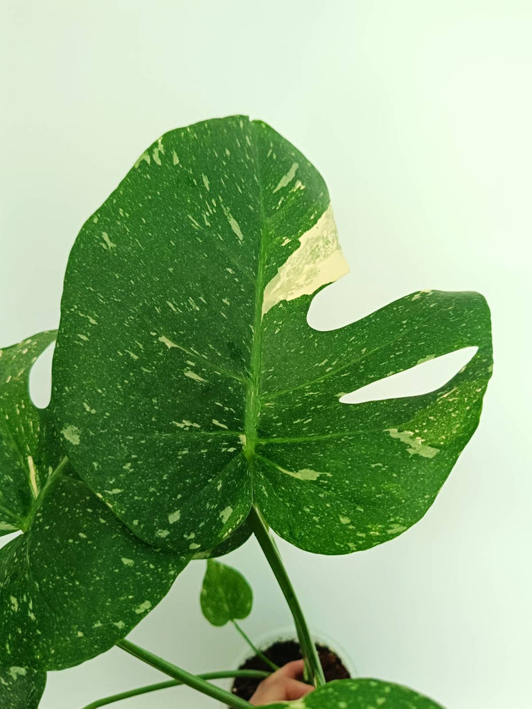 Monstera thai constellation