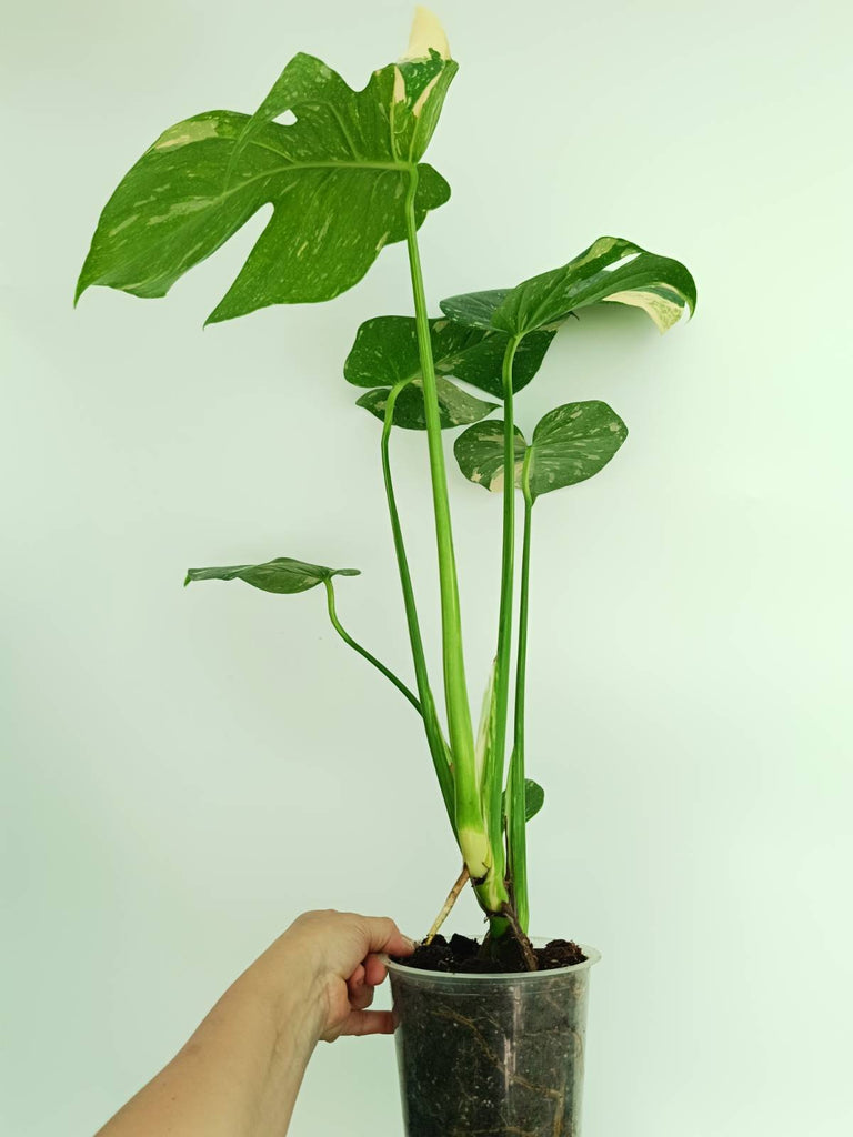 Monstera thai constellation