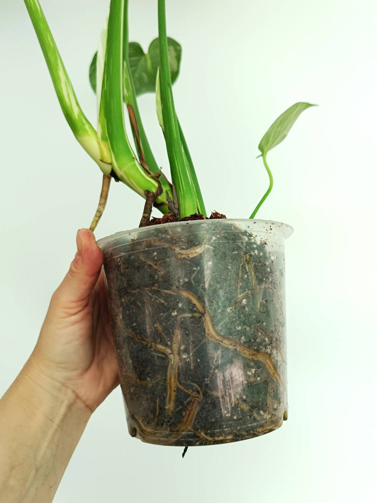 Monstera thai constellation