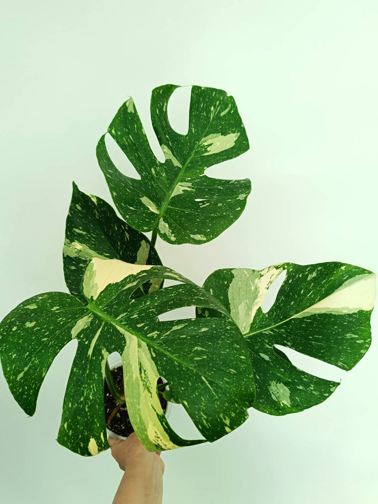 Monstera thai constellation